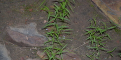 Hedyotis affinis